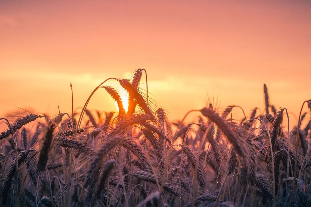 The importance of august harvest