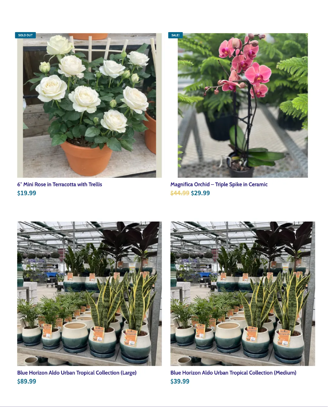  Terra Green Houses Sales from February 25 to March 16 2026 - flyer page 2