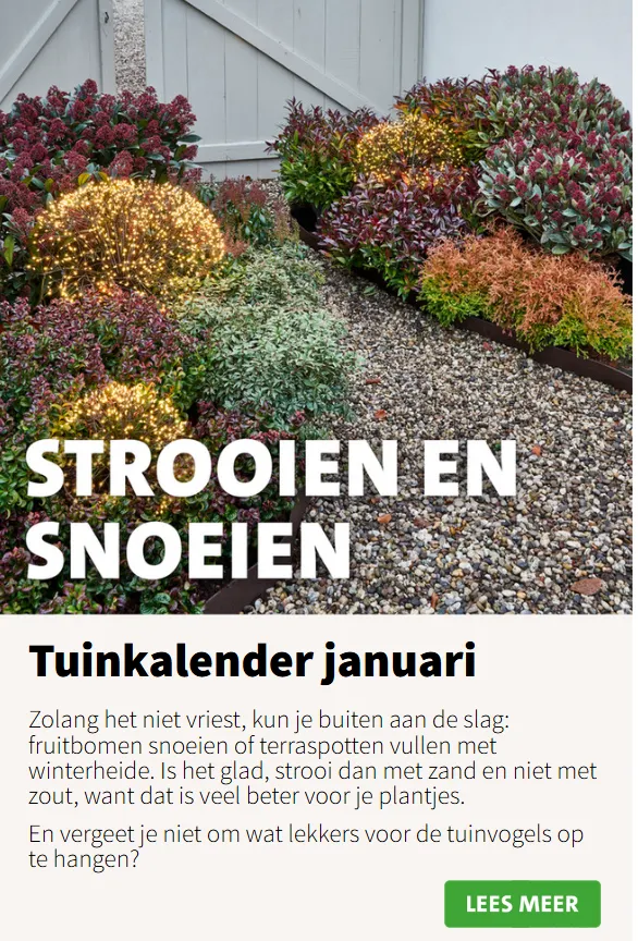 Intratuin Aanbiedingen van 8 januari tot 12 januari 2025 - Folder pagina 10