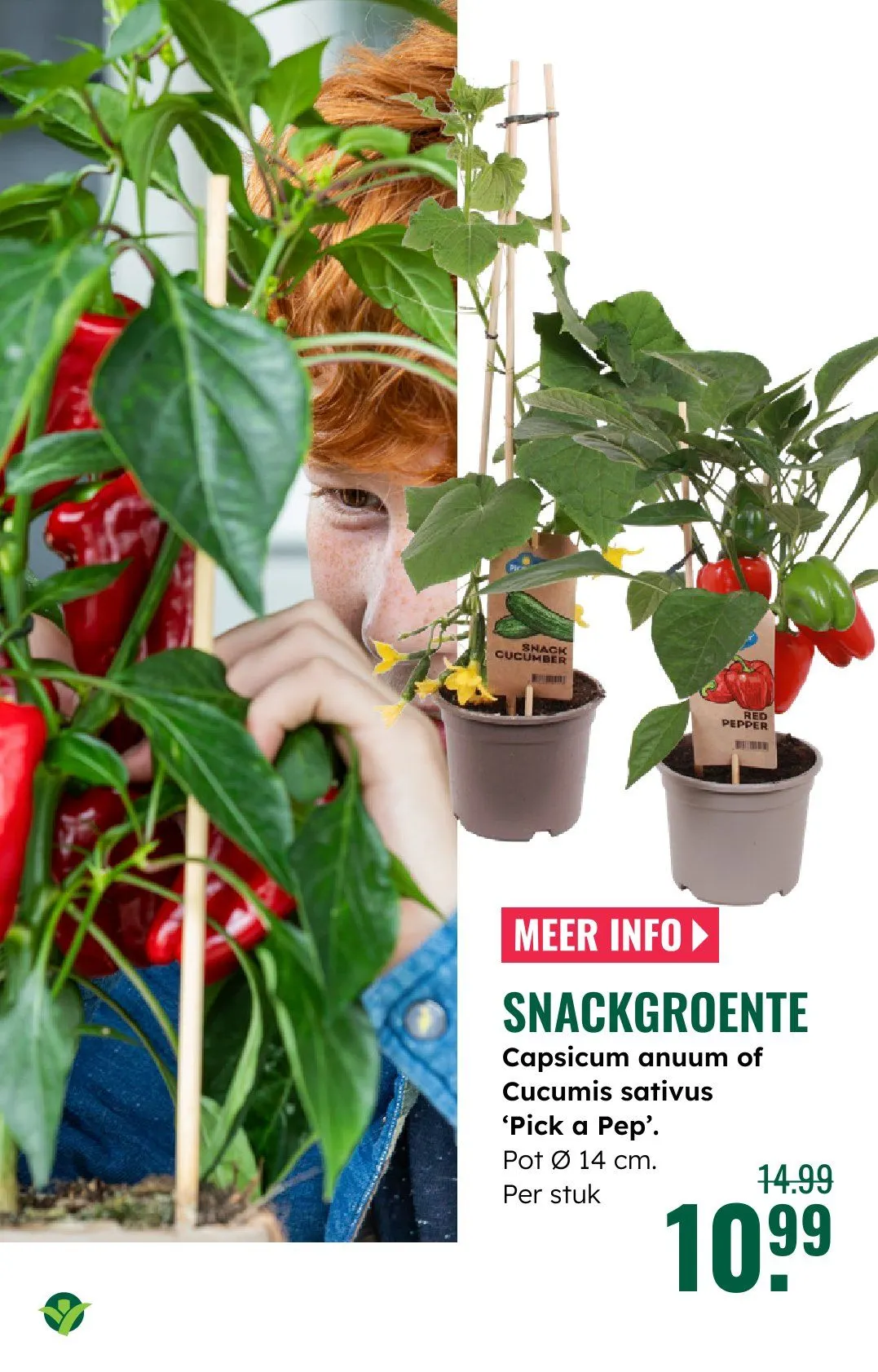 GroenRijk folders van 21 mei tot 27 mei 2026 - Folder pagina 12