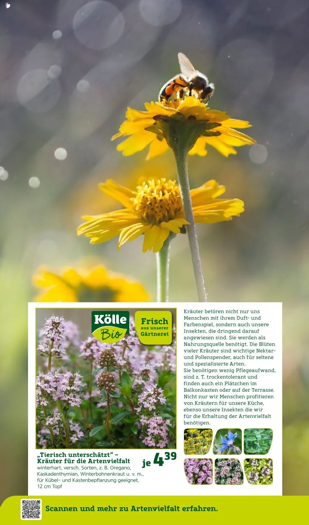 Angebote Pflanzen-Kölle von 31. März bis 6. April 2025 - Prospekt seite 12