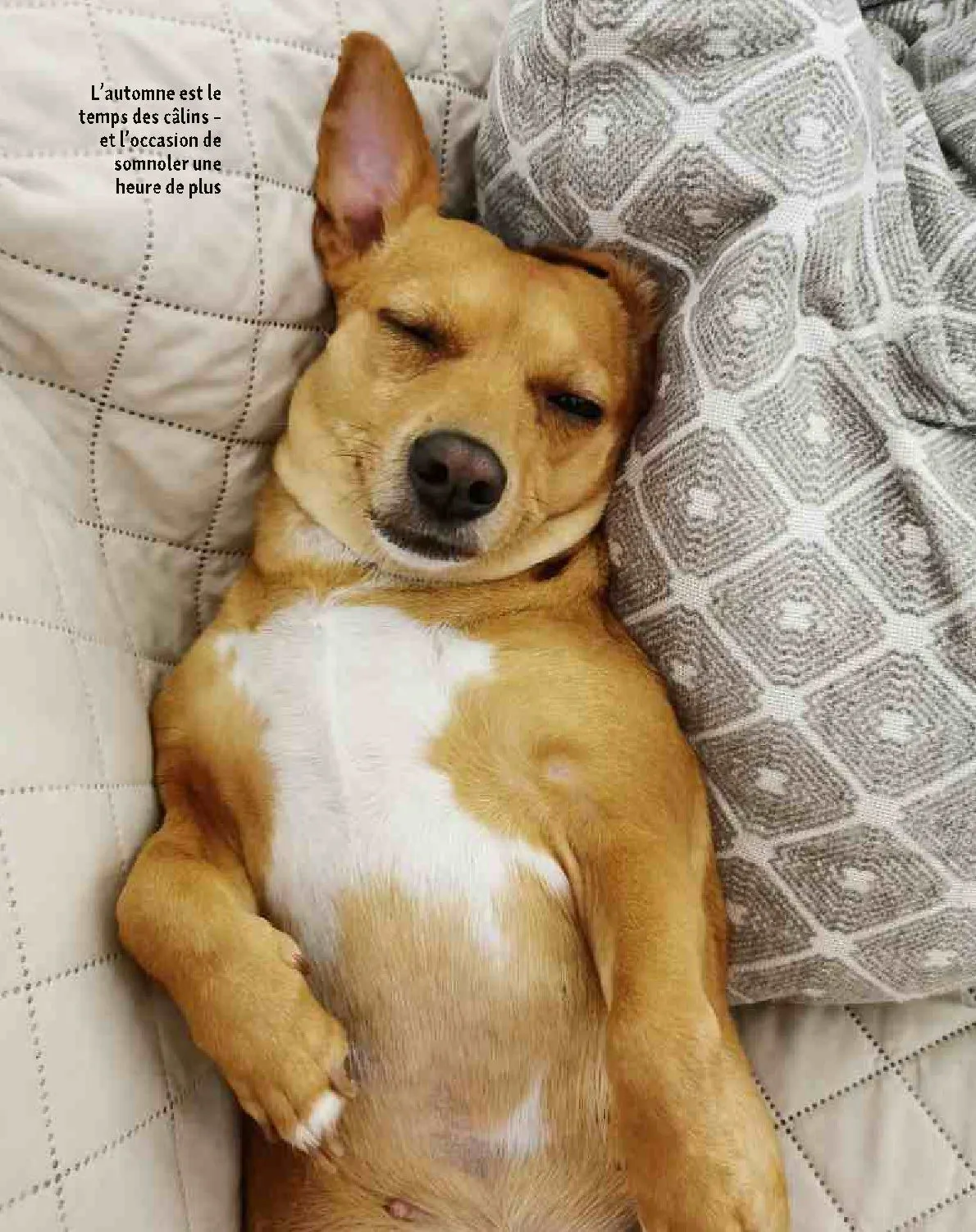 Maxi ZOO Catalogue du 23 décembre au 31 décembre 2025 - Catalogue page 12