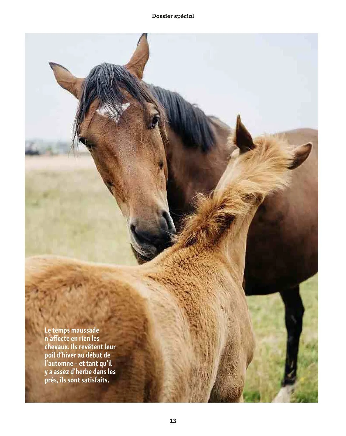 Maxi ZOO Catalogue du 23 décembre au 31 décembre 2025 - Catalogue page 13