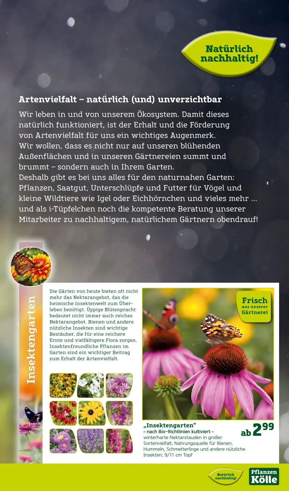 Angebote Pflanzen-Kölle von 31. März bis 6. April 2025 - Prospekt seite 13