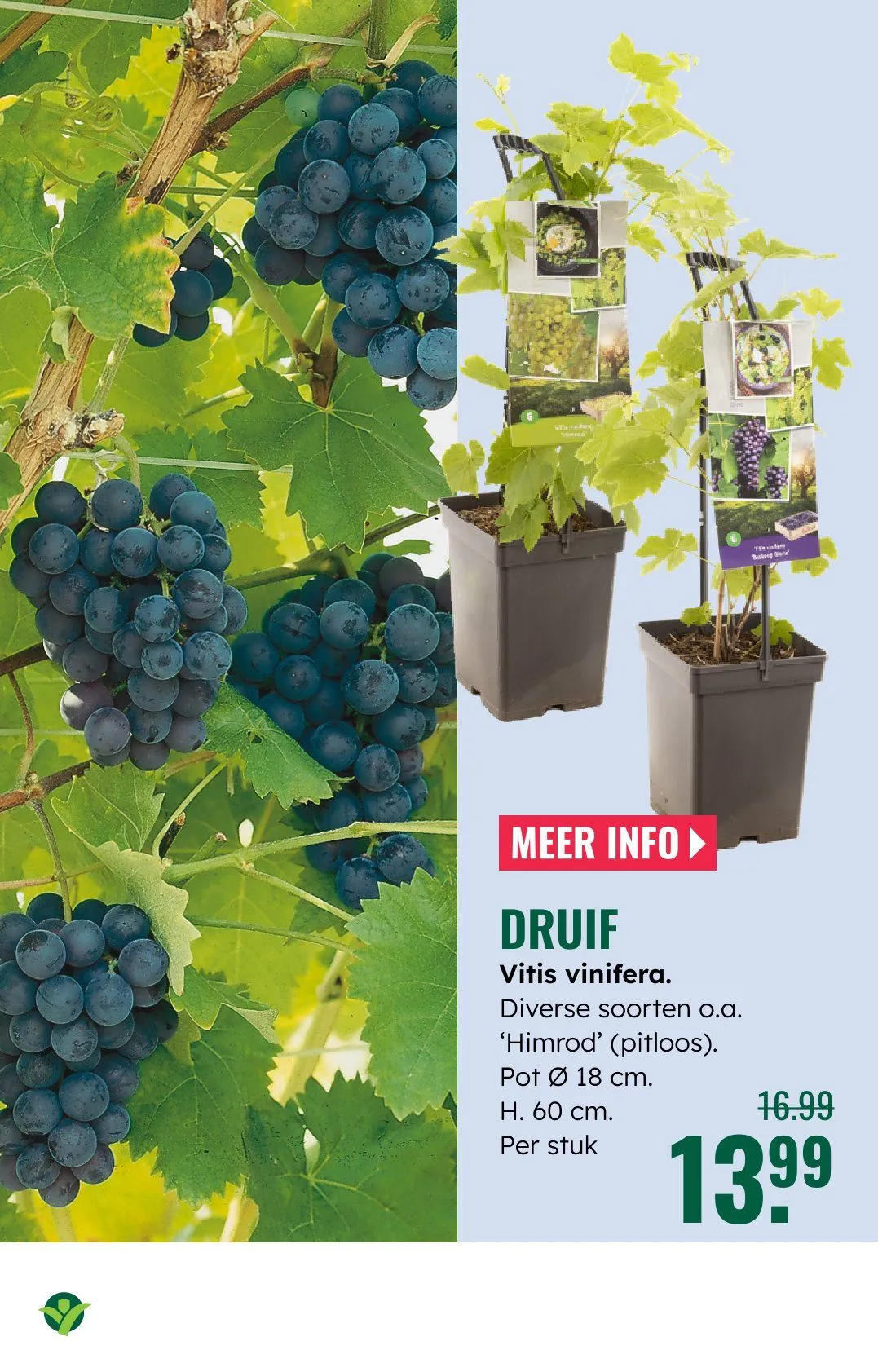 GroenRijk folders van 18 juni tot 24 juni 2026 - Folder pagina 13