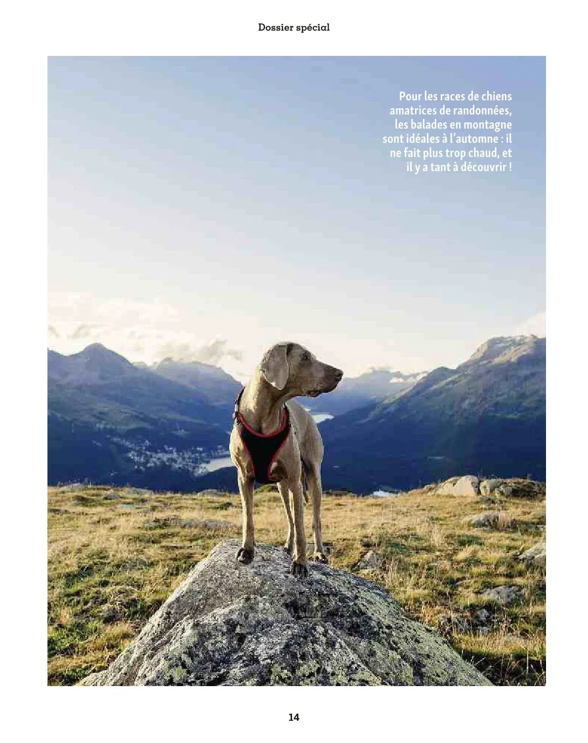 Maxi ZOO Catalogue du 23 décembre au 31 décembre 2025 - Catalogue page 14