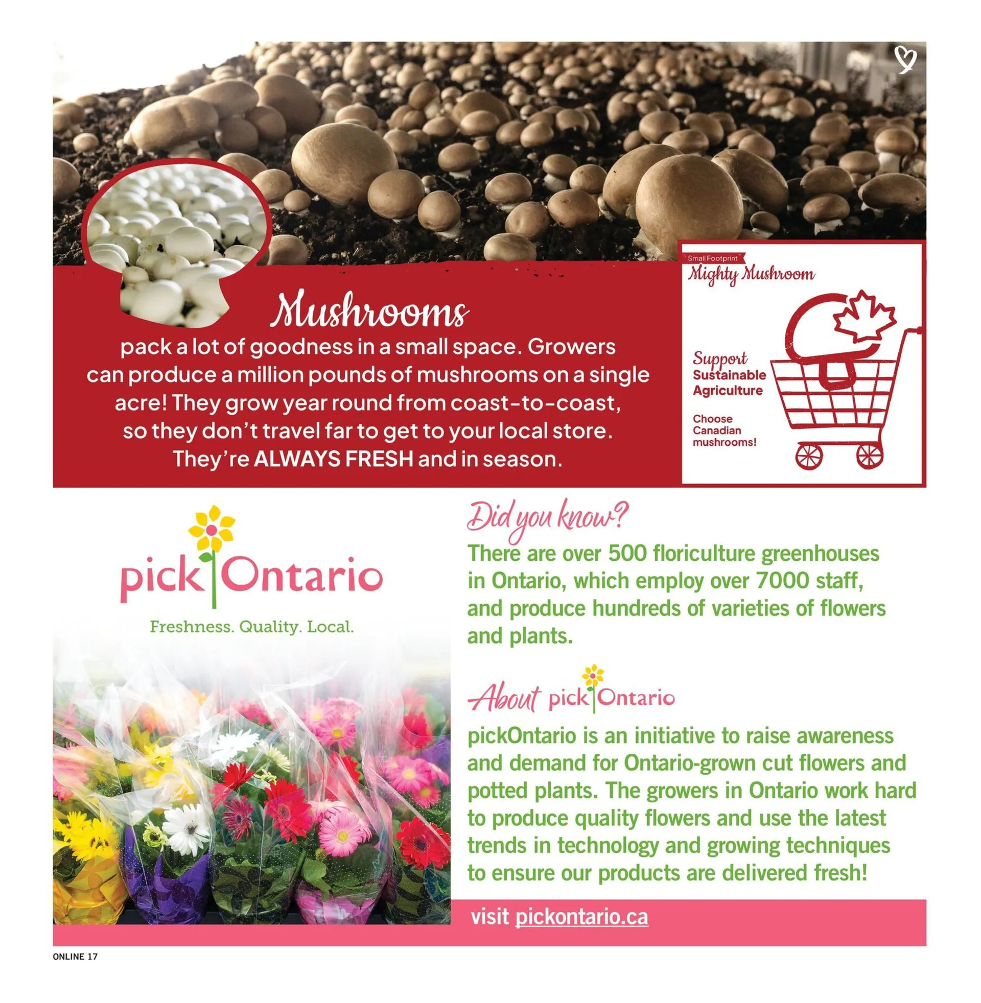 Fortinos Sales from July 31 to August 6 2025 - flyer page 17