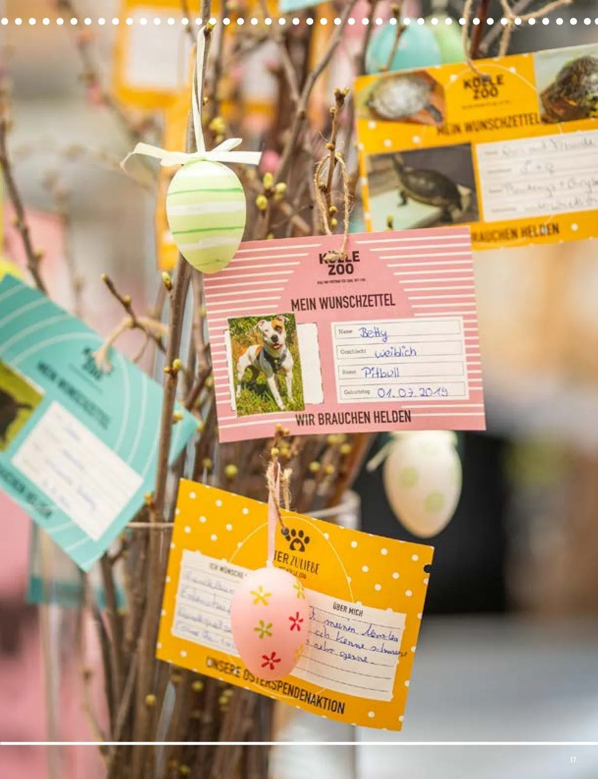 Kölle Zoo Prospekte  von 26. Februar bis 4. März 2026 - Prospekt seite 17