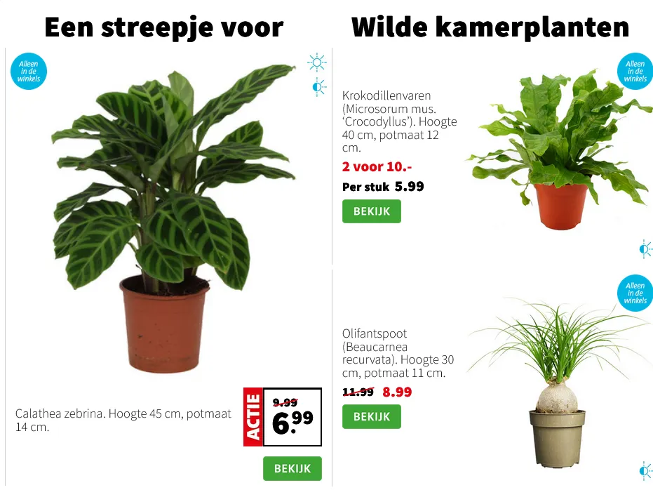 Intratuin folders van 26 januari tot 1 februari 2026 - Folder pagina 2