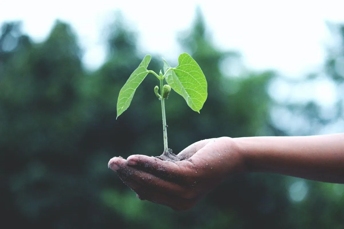As melhores ferramentas de jardinagem para todos os orçamentos