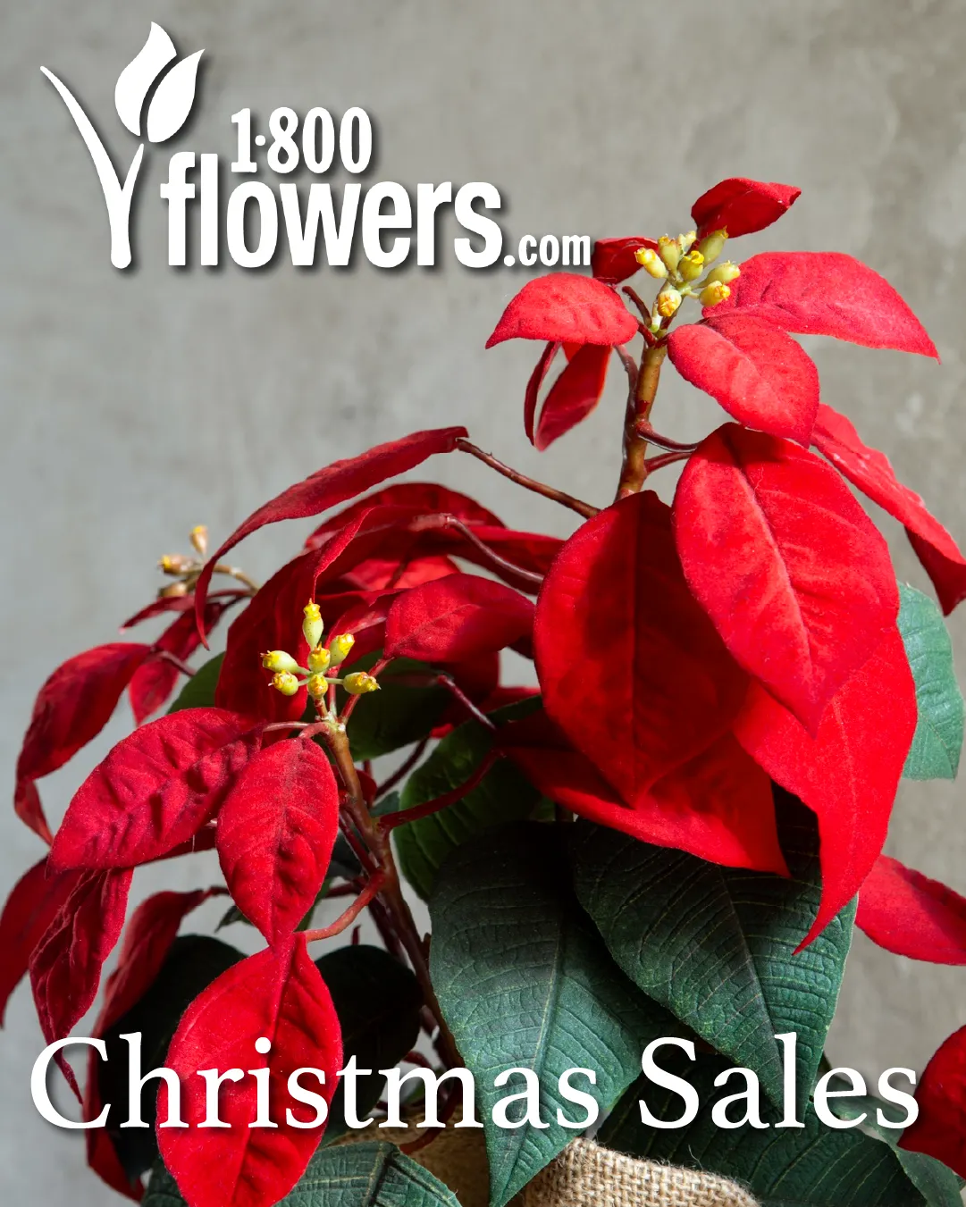 Weekly ad 1-800 Flowers Sales from December 15 to January 4 2026 - Page