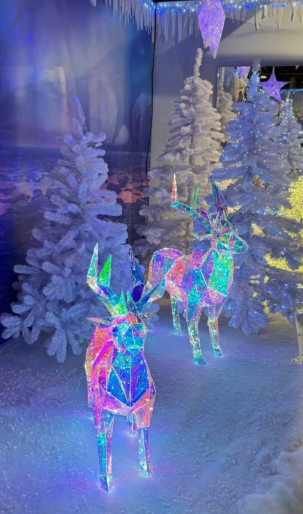 Pflanzen-Kölle Angebote von 11. November bis 25. Dezember 2025 - Prospekt seite 2