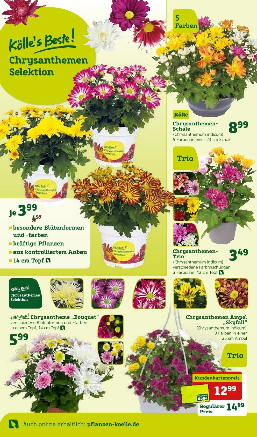 Prospekt Pflanzen-Kölle von 8. September bis 14. September 2025 - Prospekt seite 2