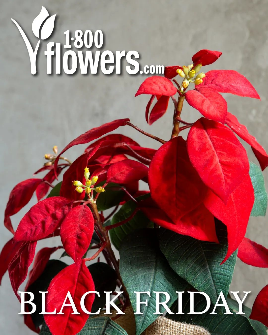 Weekly ad 1-800 Flowers Sales from November 27 to December 10 2025 - Page 