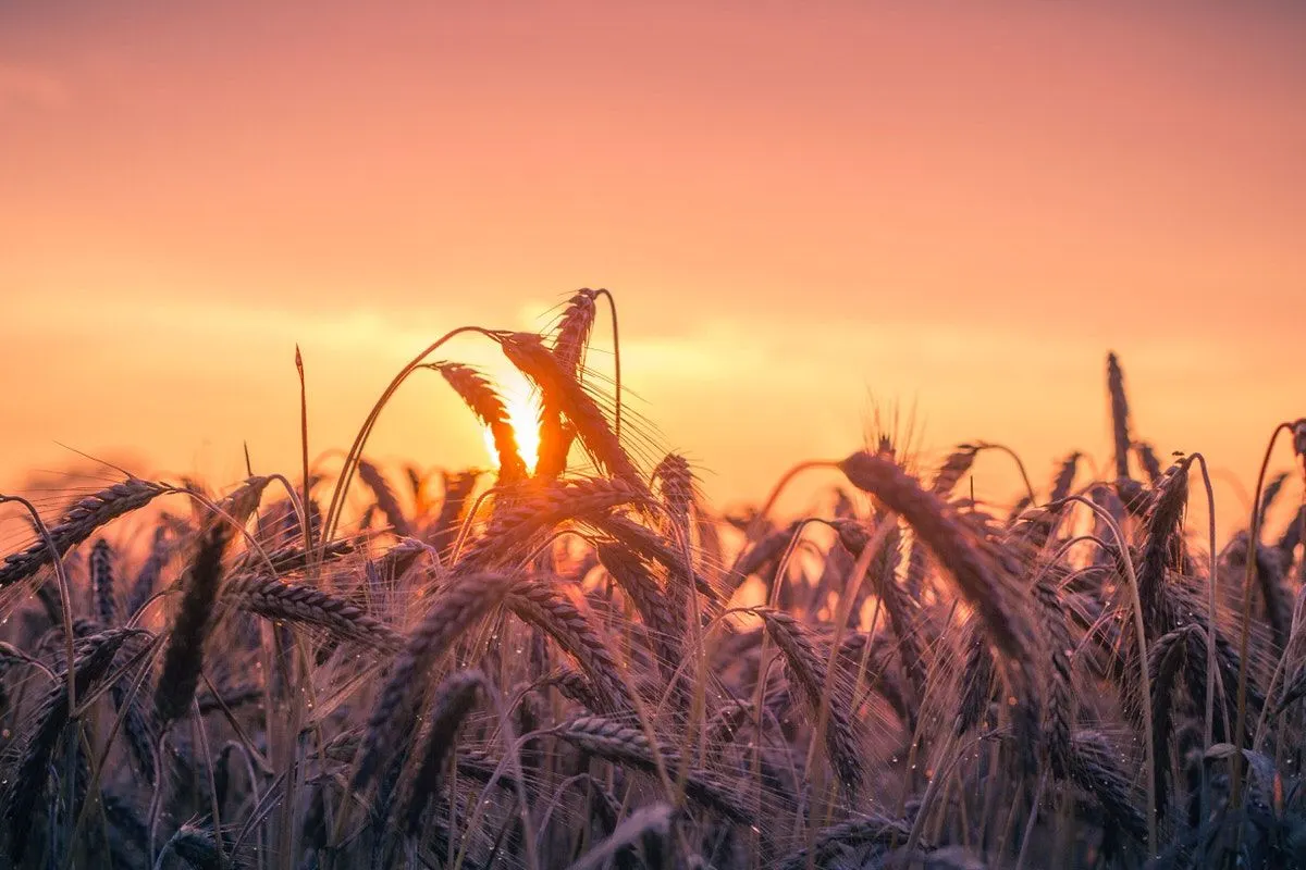 The importance of august harvest