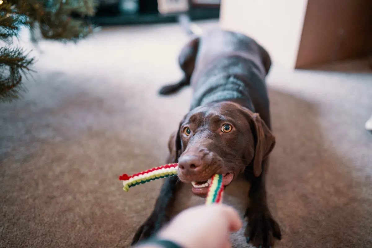 Super cheap and fun toys for your dog
