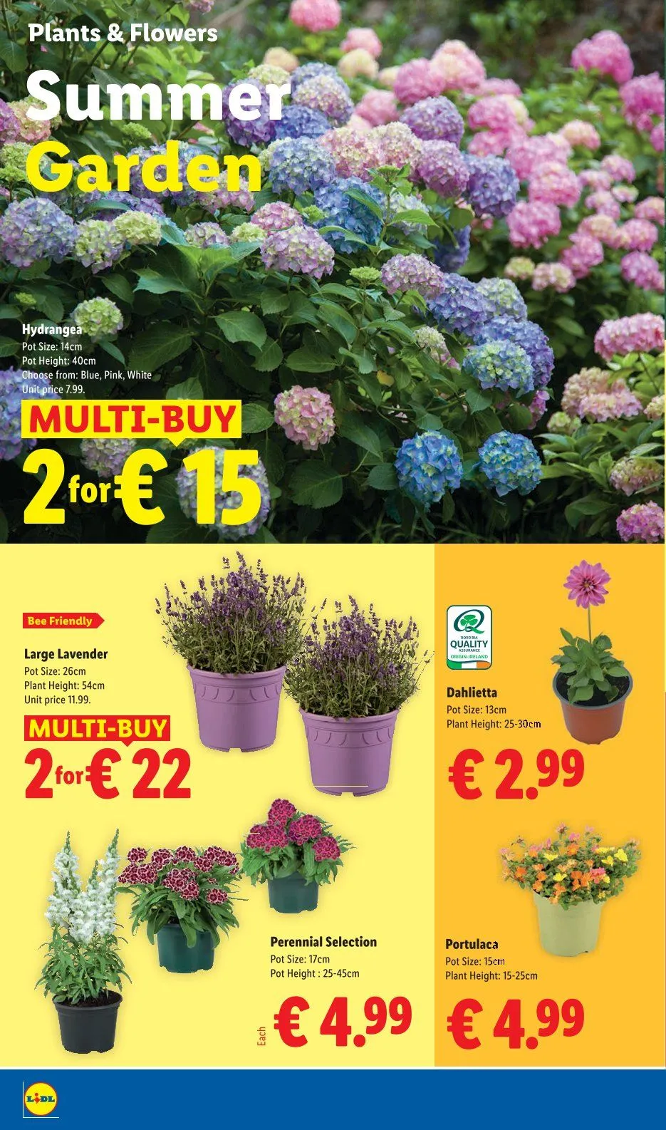 Lidl - 25 June 1 July 2026 - Page 24