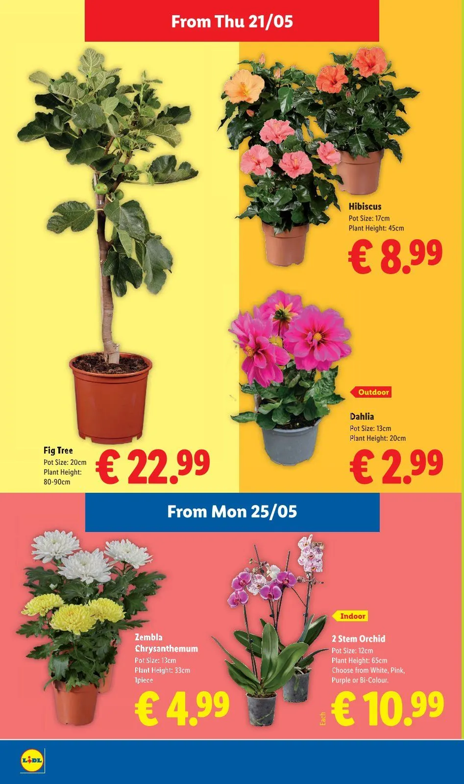 Lidl weekly ads - 21 May 27 May 2026 - Page 26