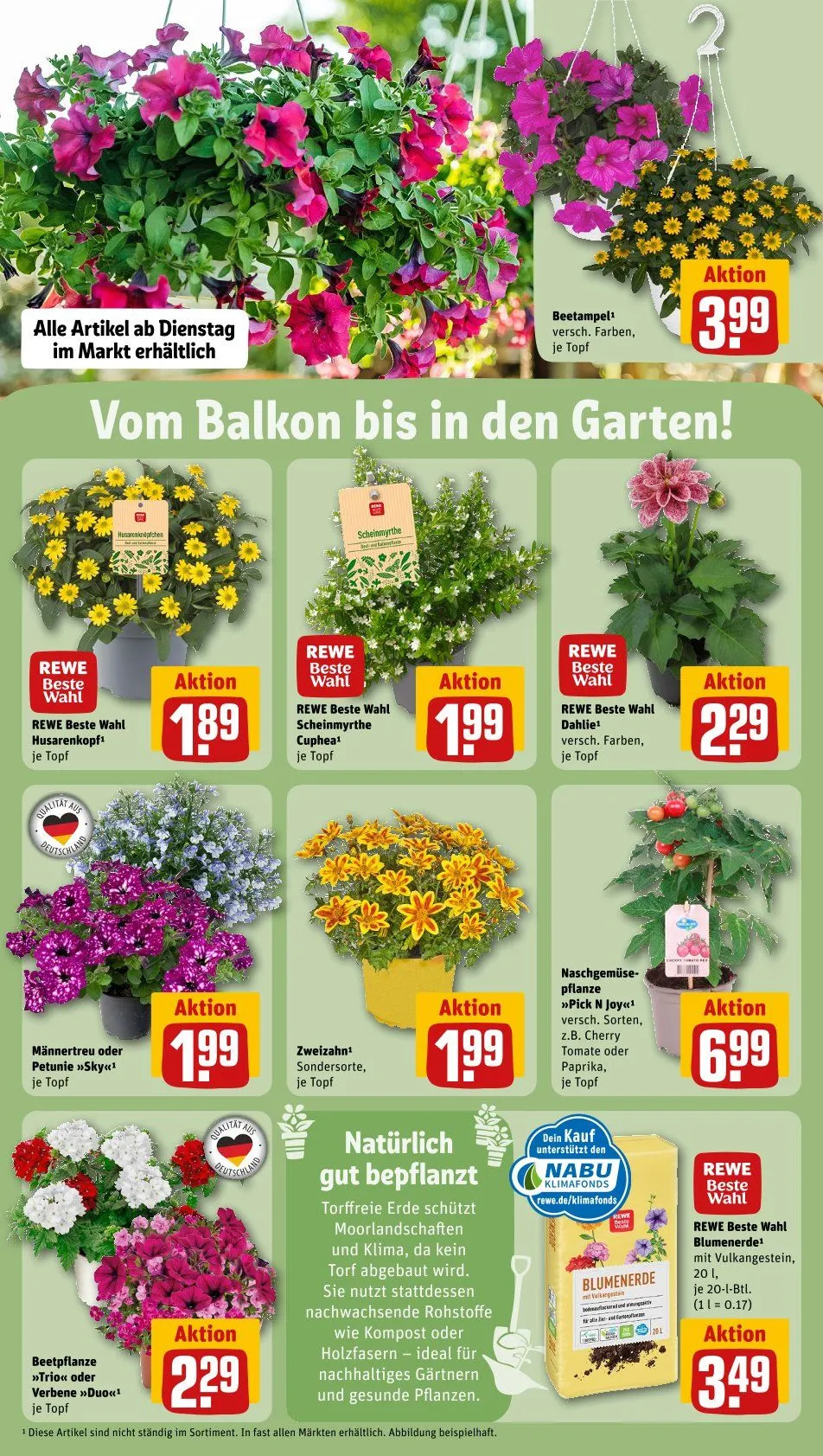 REWE Prospekt von 19. Mai bis 25. Mai 2025 - Prospekt seite 31