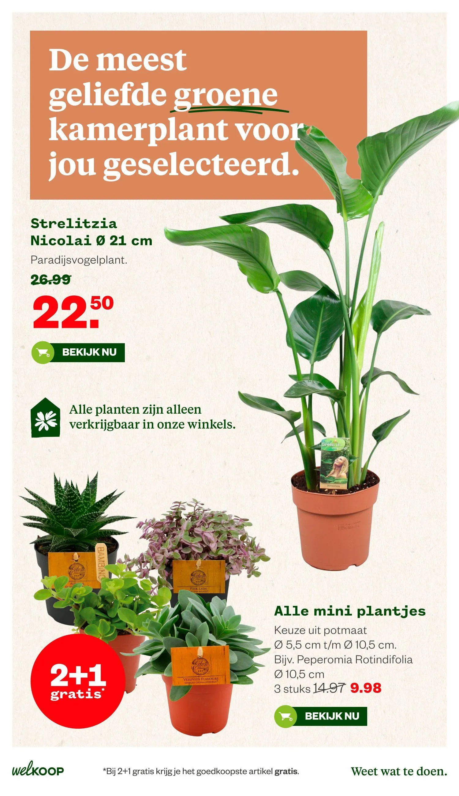 Welkoop folders van 8 juni tot 21 juni 2026 - Folder pagina 31