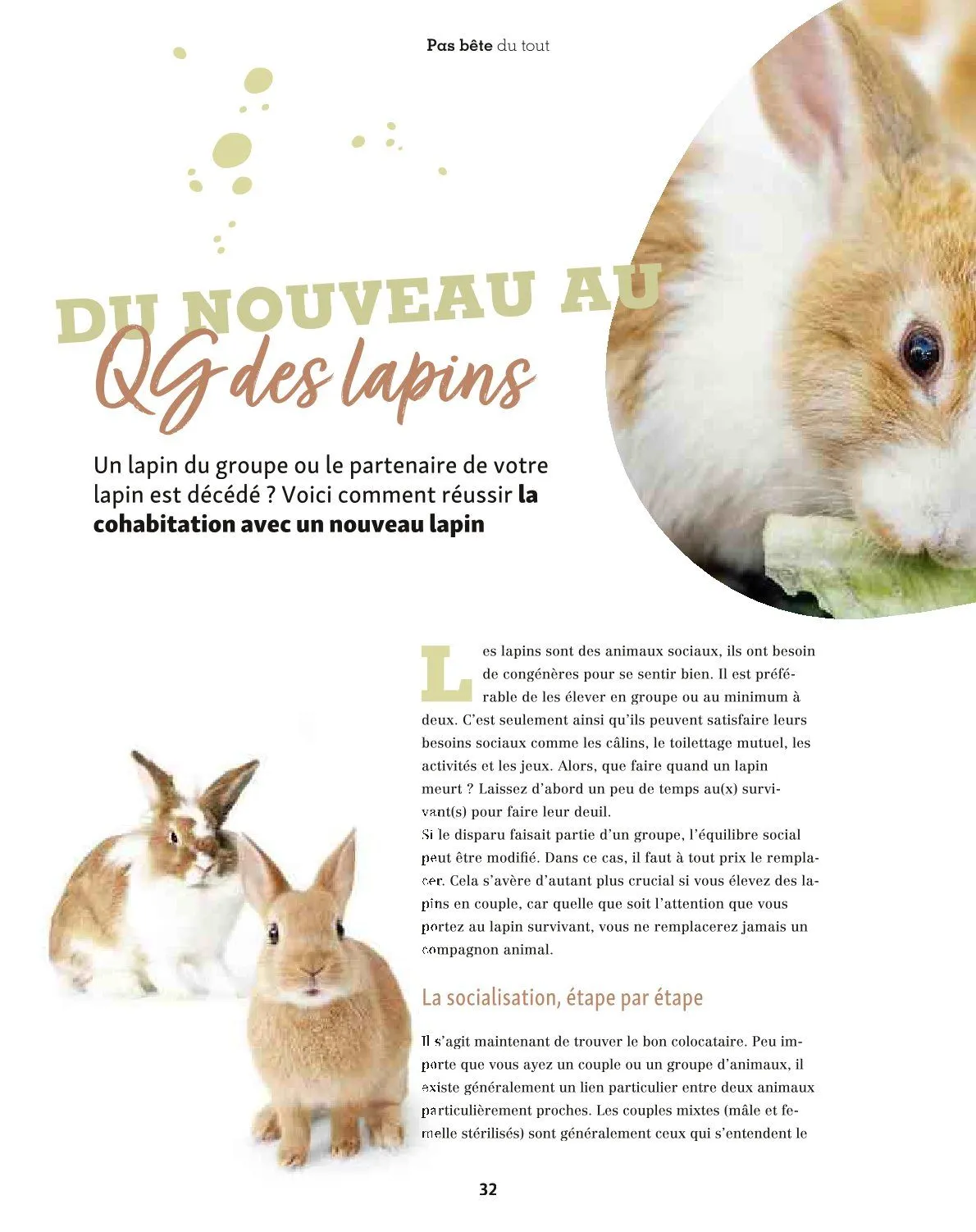 Maxi ZOO Catalogue du 23 décembre au 31 décembre 2025 - Catalogue page 32