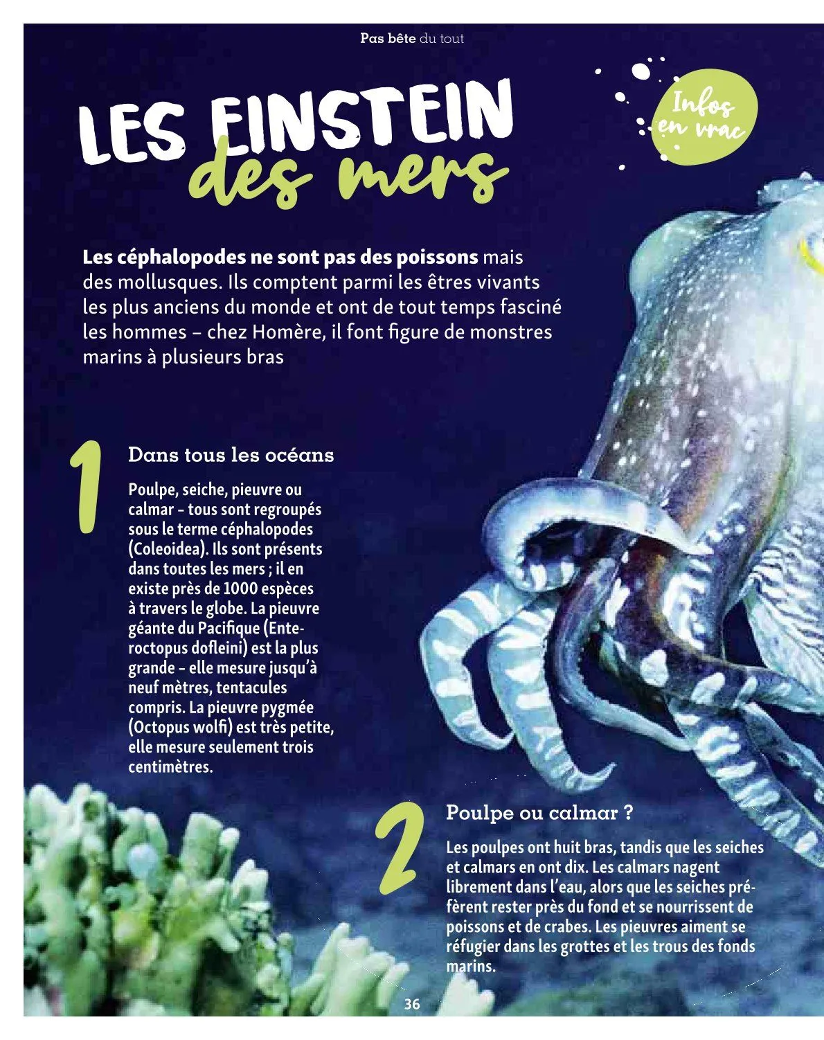 Maxi ZOO Catalogue du 23 décembre au 31 décembre 2025 - Catalogue page 36