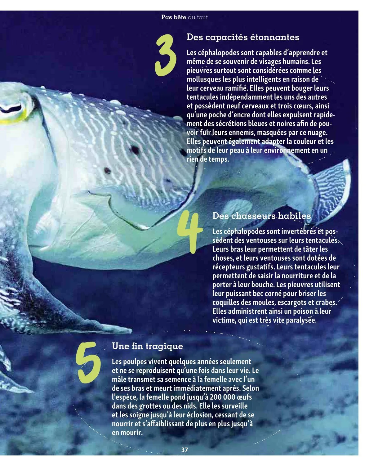 Maxi ZOO Catalogue du 23 décembre au 31 décembre 2025 - Catalogue page 37