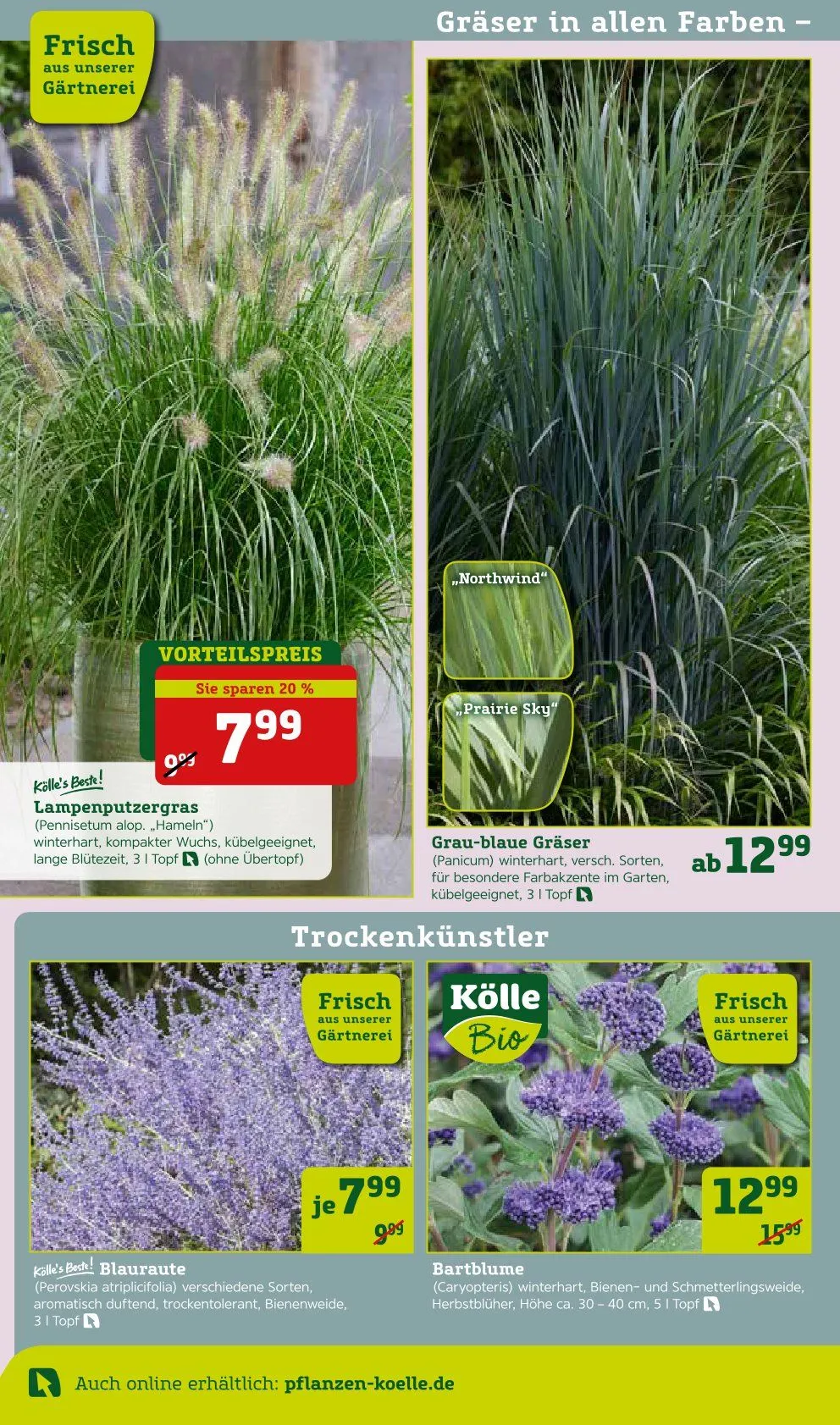 Prospekt Pflanzen-Kölle von 8. September bis 14. September 2025 - Prospekt seite 4