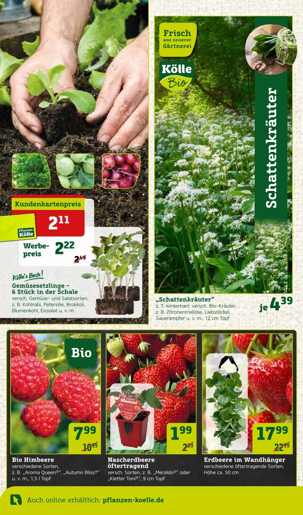 Angebote Pflanzen-Kölle von 31. März bis 6. April 2025 - Prospekt seite 4