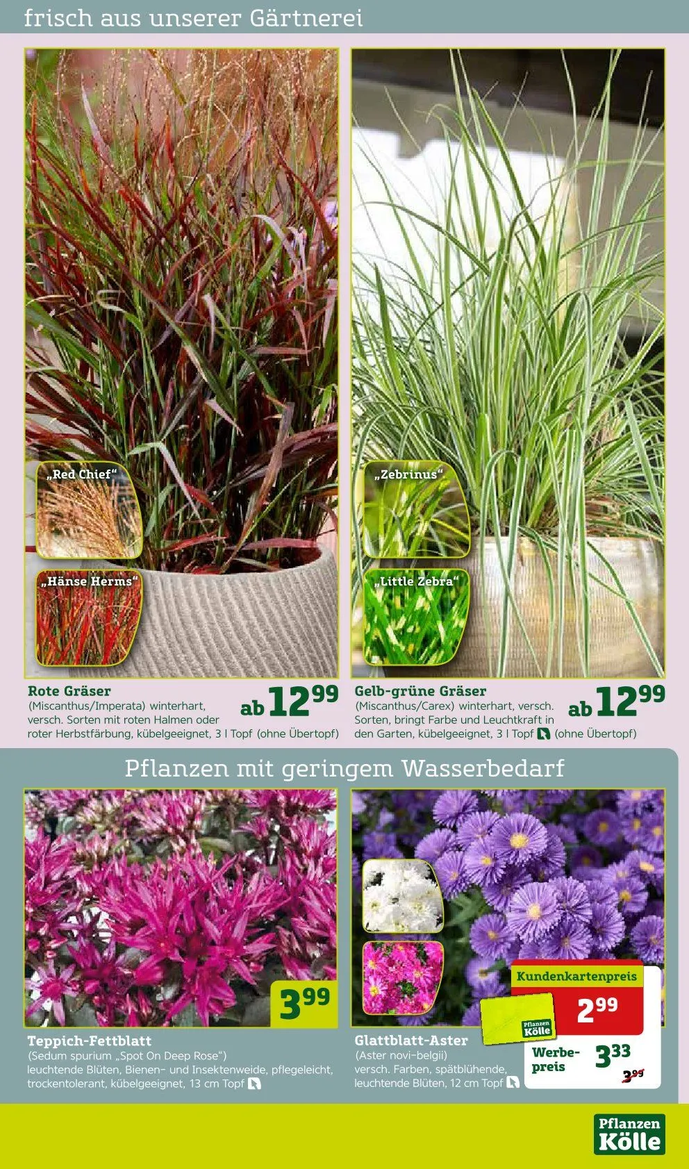 Prospekt Pflanzen-Kölle von 8. September bis 14. September 2025 - Prospekt seite 5