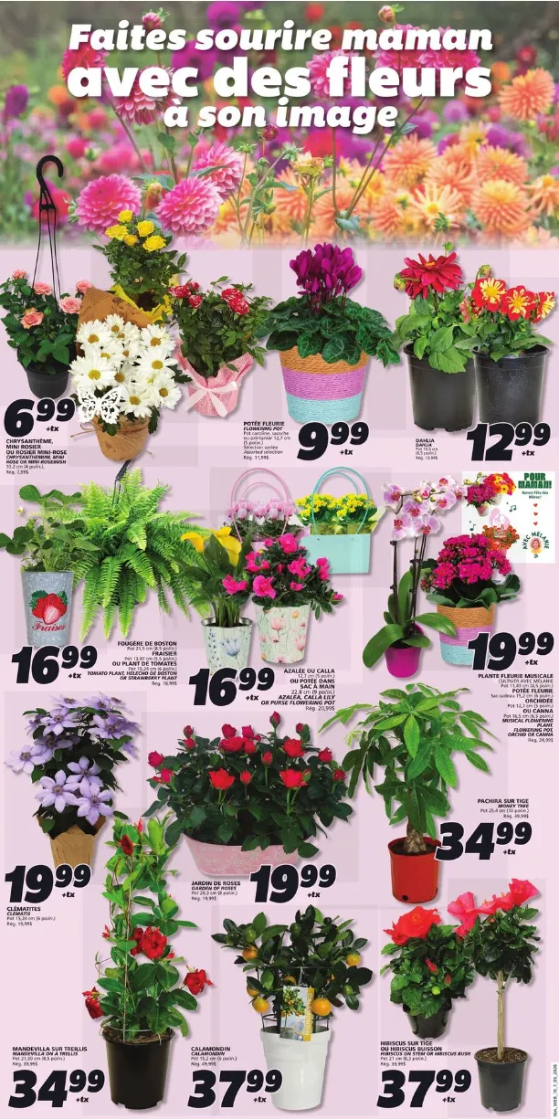 IGA Sales from May 6 to May 12 2026 - flyer page 5