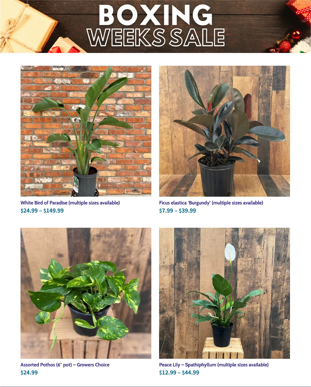 Terra Green Houses Sales from January 14 to January 31 2026 - flyer page 4