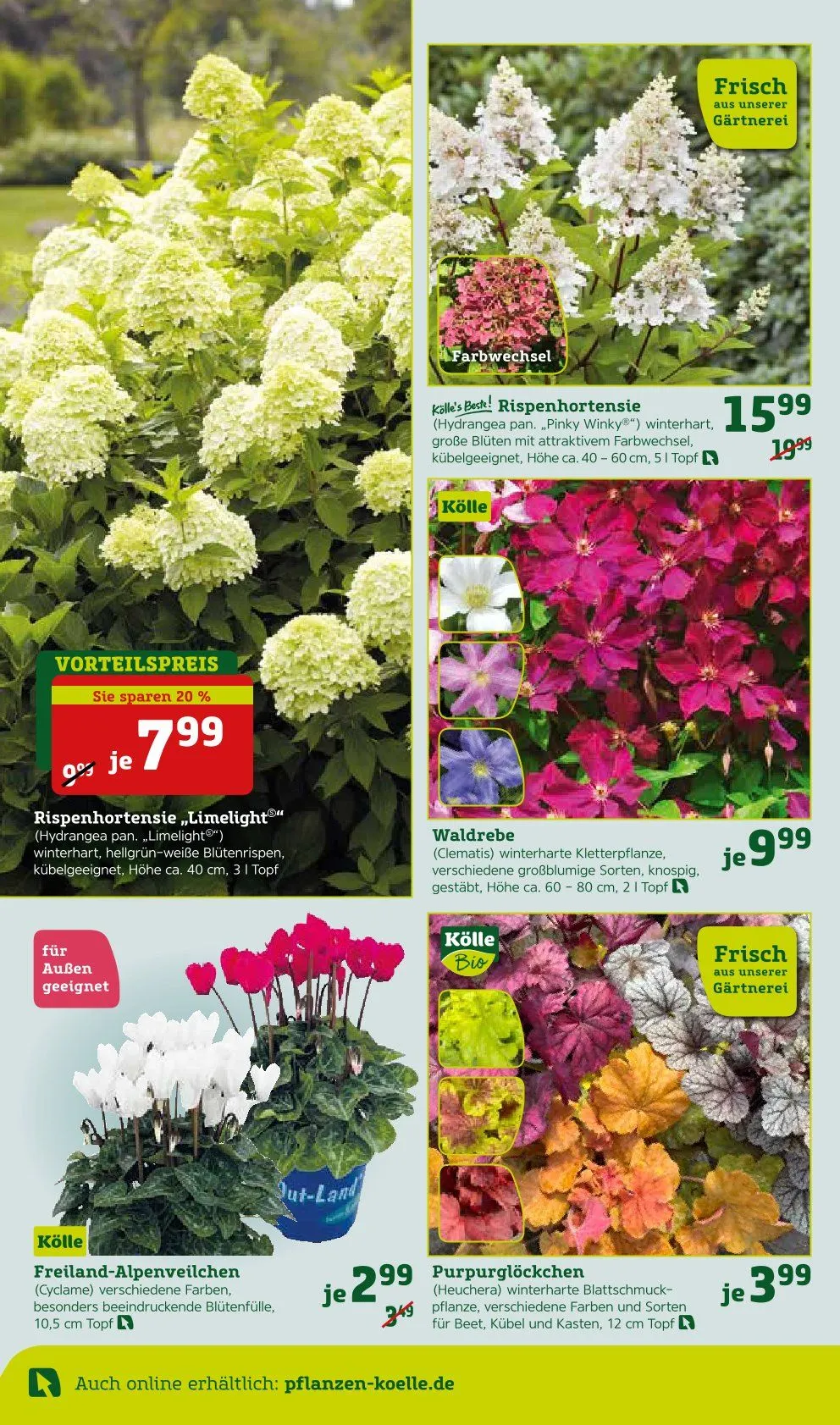 Prospekt Pflanzen-Kölle von 8. September bis 14. September 2025 - Prospekt seite 6