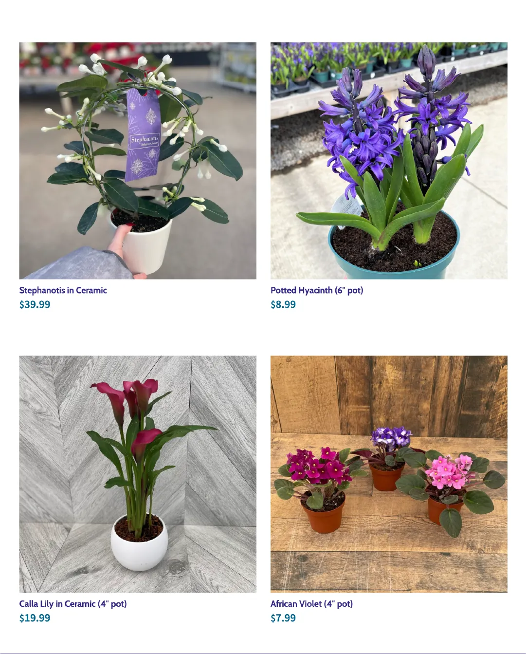 Terra Green Houses from February 10 to February 24 2026 - flyer page 5