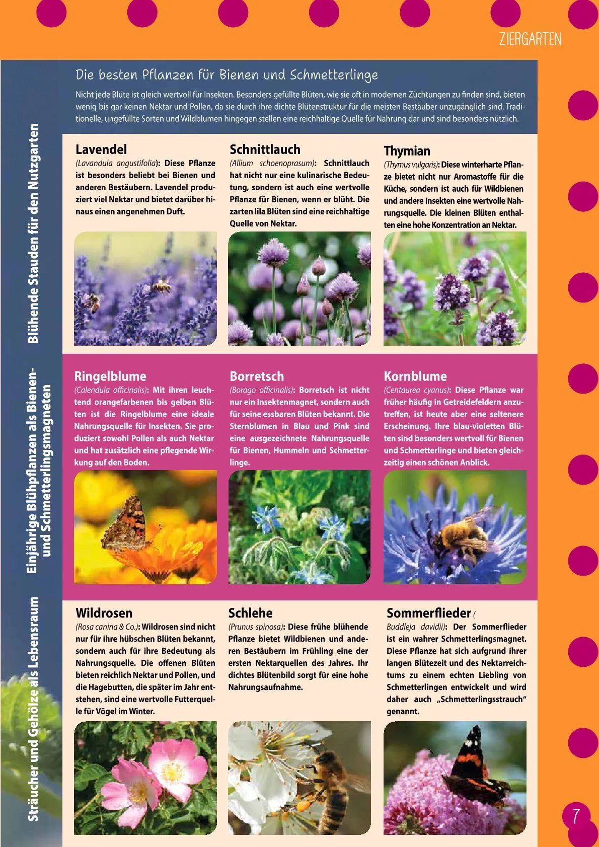 Kiebitzmarkt Magazine von 21. Februar bis 15. Februar 2025 - Prospekt seite 7