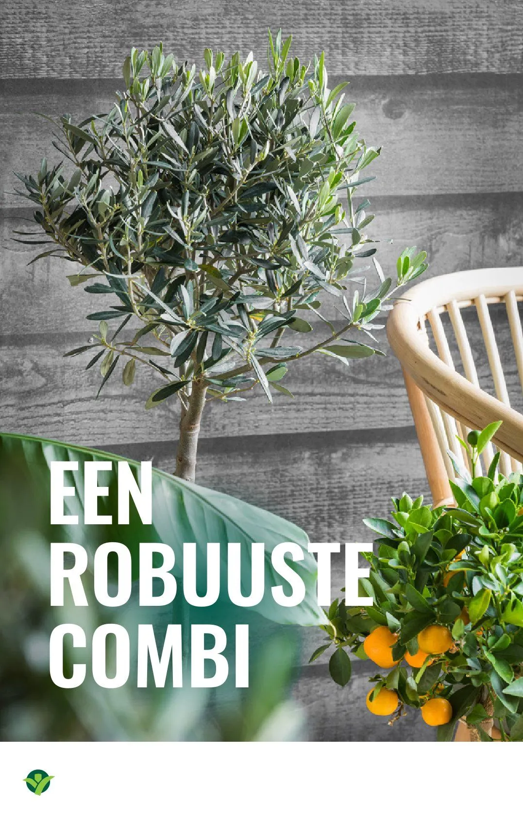 GroenRijk folders van 18 juni tot 24 juni 2026 - Folder pagina 8