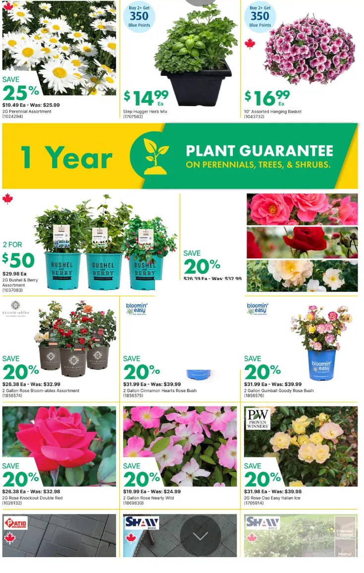 BMR Sales from June 11 to June 17 2026 - flyer page 9