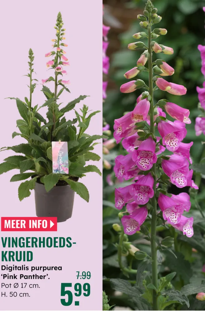 GroenRijk folders van 7 mei tot 13 mei 2026 - Folder pagina 9