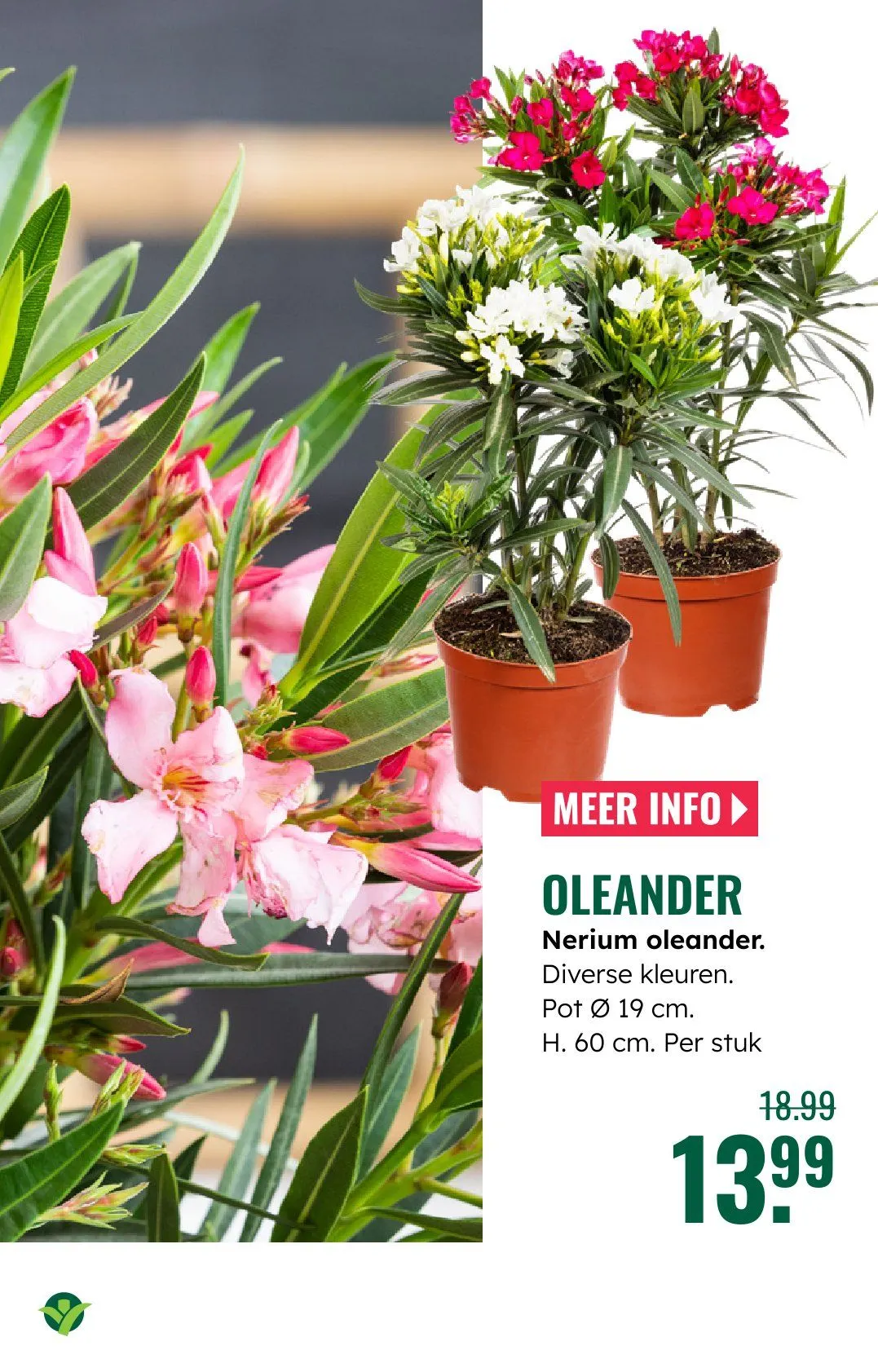 GroenRijk folders van 18 juni tot 24 juni 2026 - Folder pagina 10