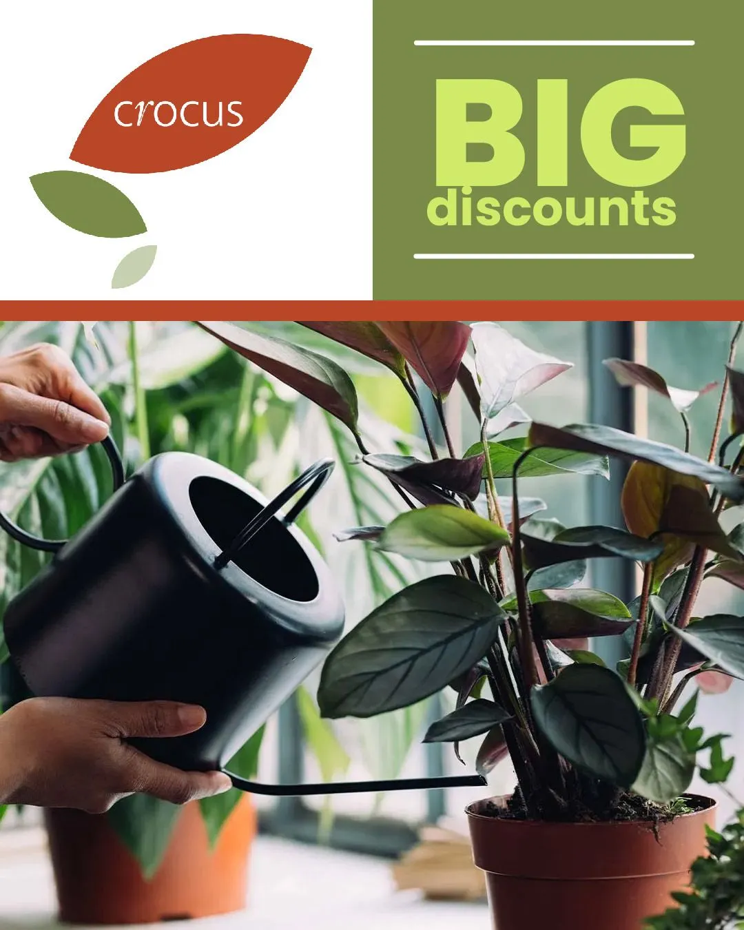Crocus - Plants from 23 December to 28 December 2023 - Catalogue Page