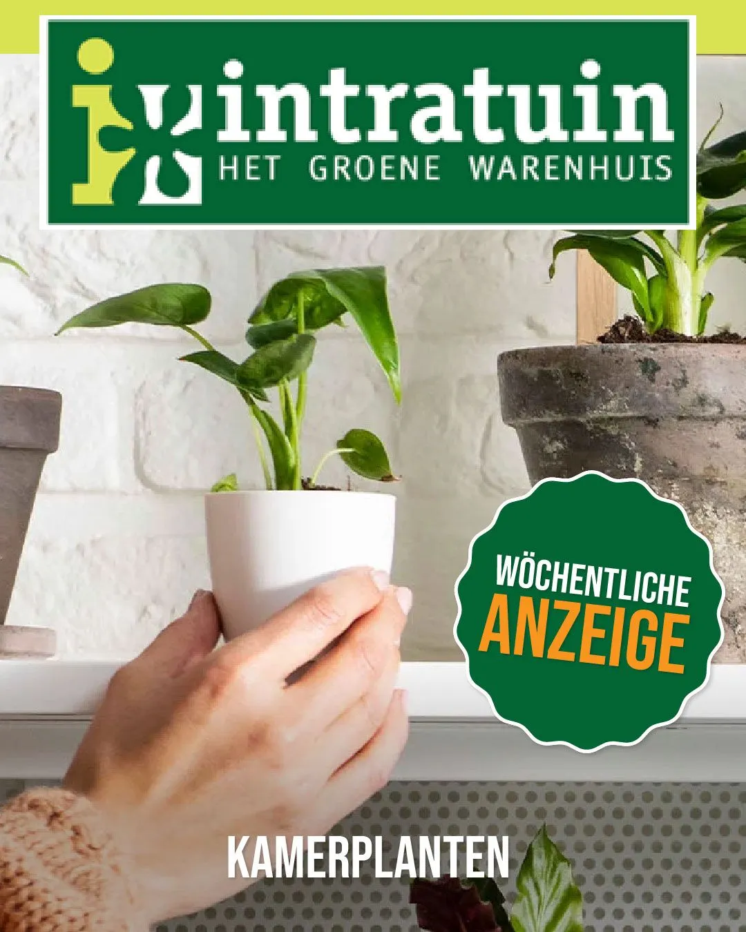 Kamerplanten Aanbiedingen van 27 november tot 12 december 2025 - folder pagina 