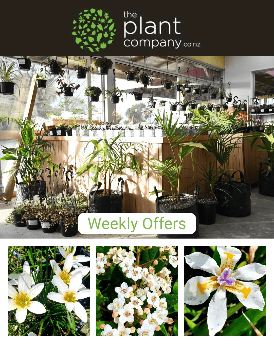 The Plant Company - Plants from 20 August to 25 August 2023 - Catalogue Page