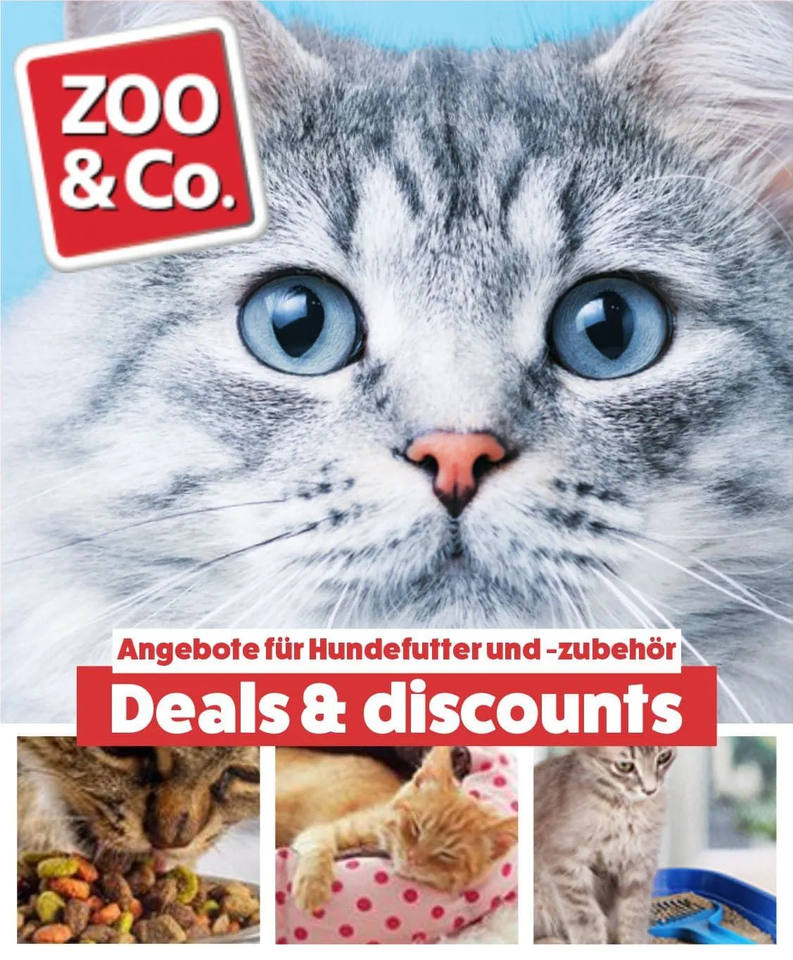 ZOO & Co Katzen von 6. Juni bis 11. Juni 2024 - Flugblätt seite  
