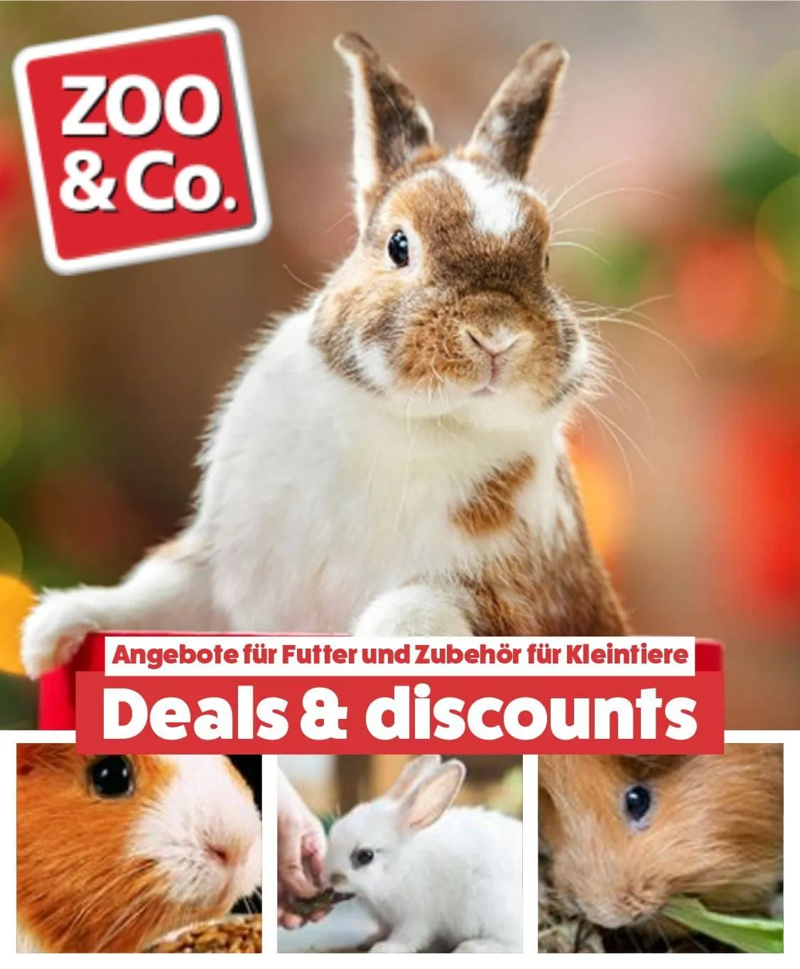 ZOO & Co Kleintier Angebote von 5. Juni bis 10. Juni 2024 - Flugblätt seite  