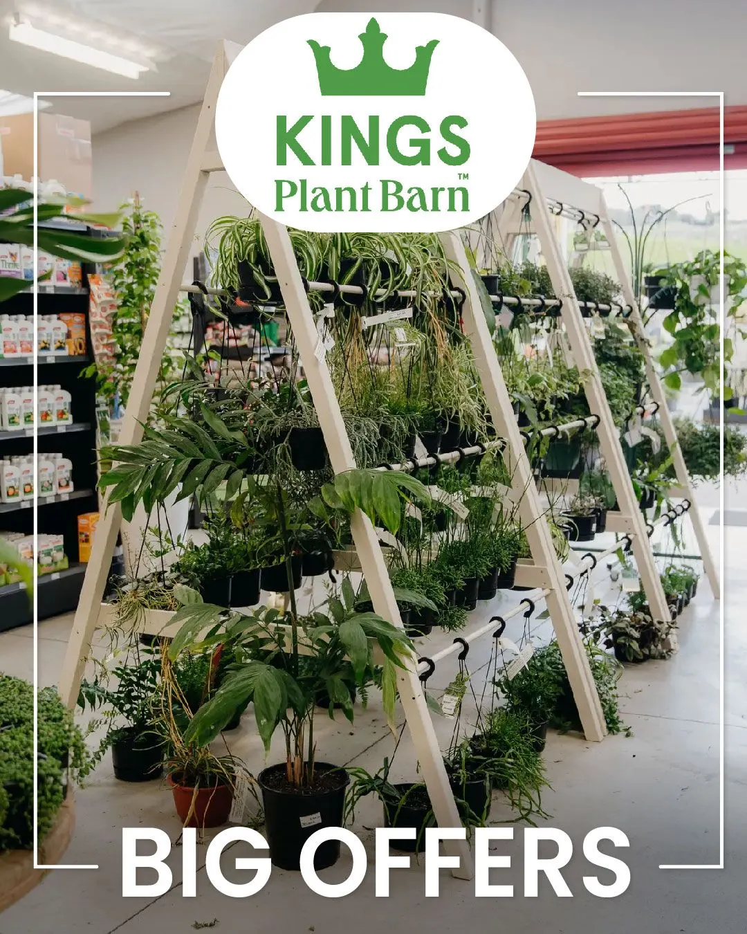 Kings Plant Barn from 3 January to 8 January 2024 - Catalogue Page