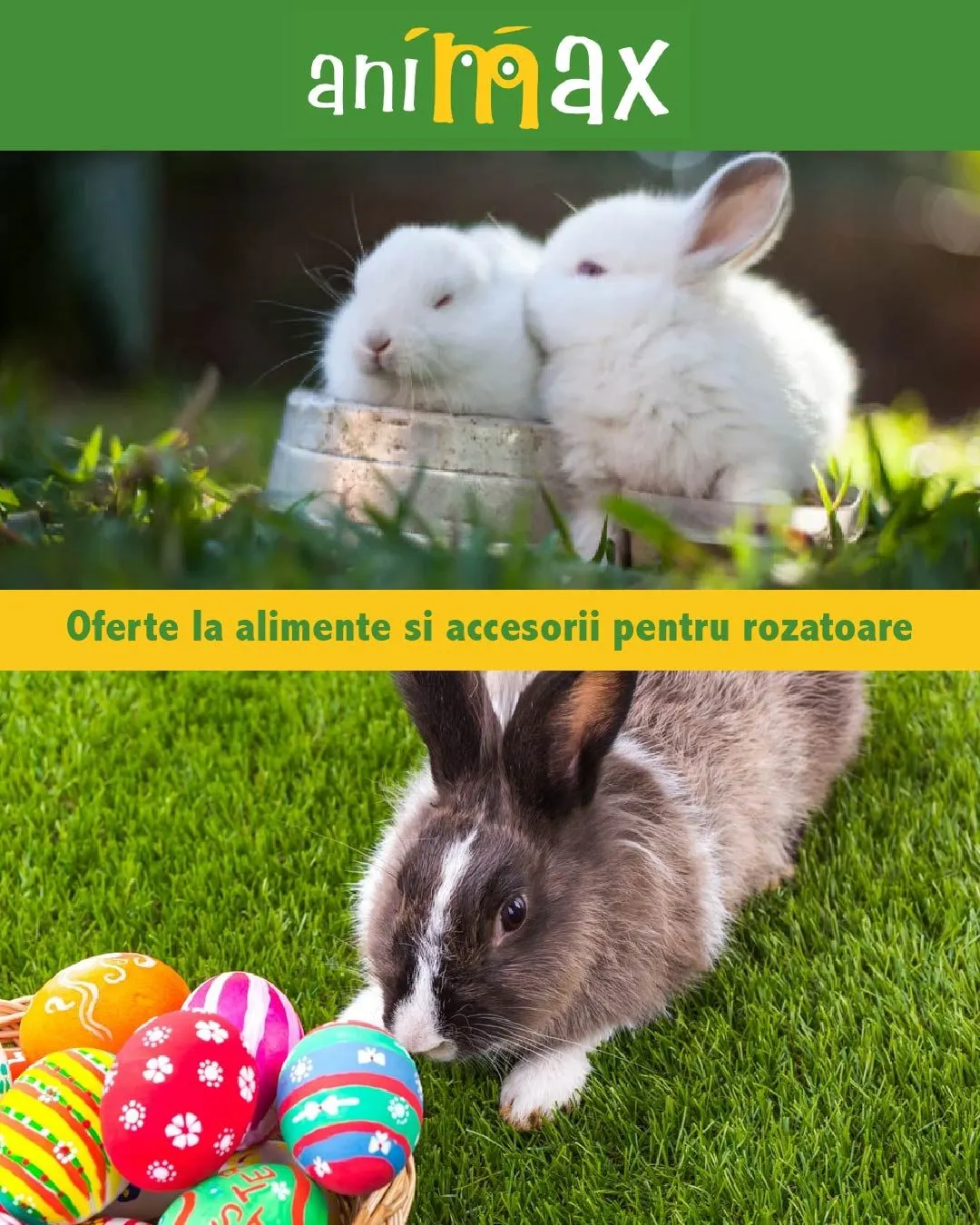 Catalog Animax Oferte: Rozătoare de la 17 iunie până la 22 iunie 2024 - Revista Pagina 