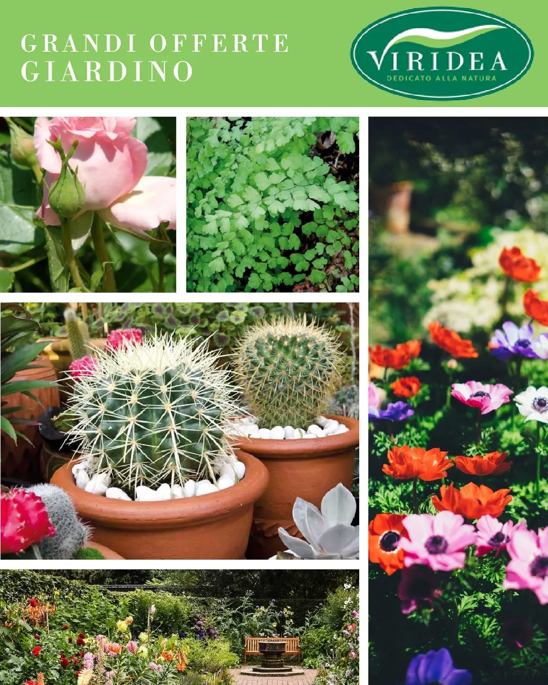Viridea Offerte Giardinaggio da 10 agosto a 15 agosto di 2024 - Pagina del volantino 
