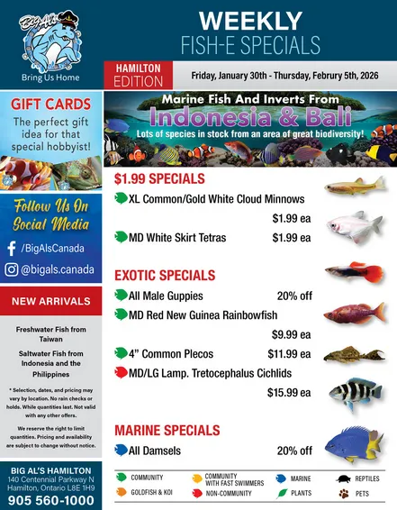 Big Al's Pets from January 30 to February 5 2026 - flyer page 