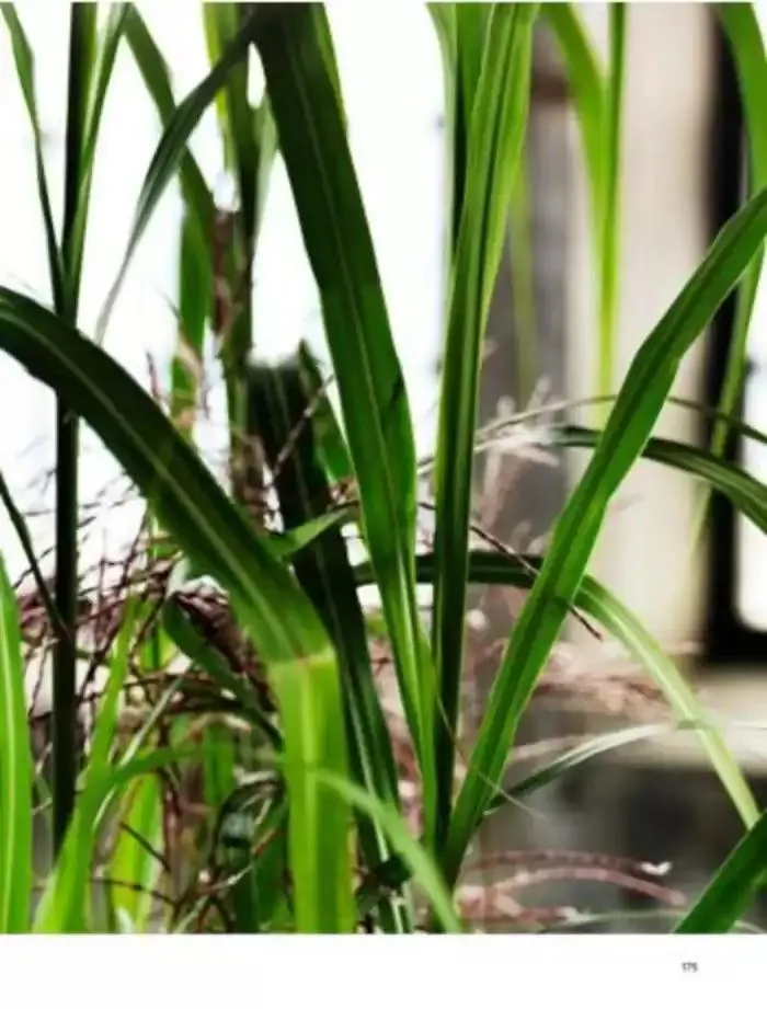 Office Brochure is Live Now! from 5 February to 31 December 2025 - Offers page 175