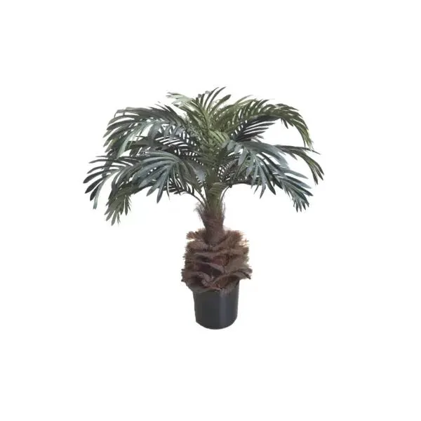 Phoenix Palm Tree
